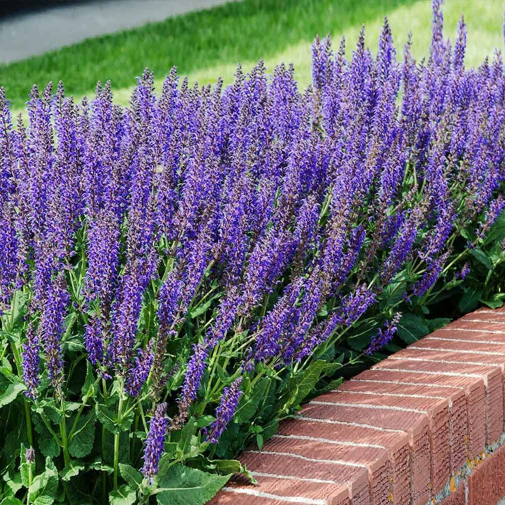 Perennial salvia Verbenaca seeds violet flower spikes