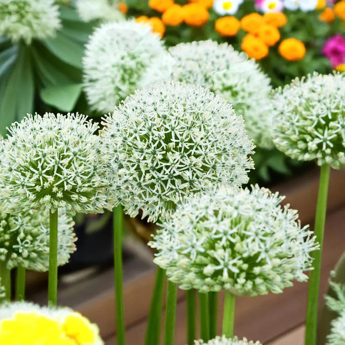 Perennial white Allium plants in a landscape