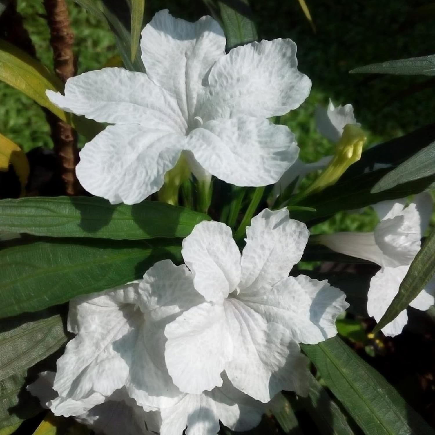 Perennial White Petunia Seeds for Beds and Borders Planting