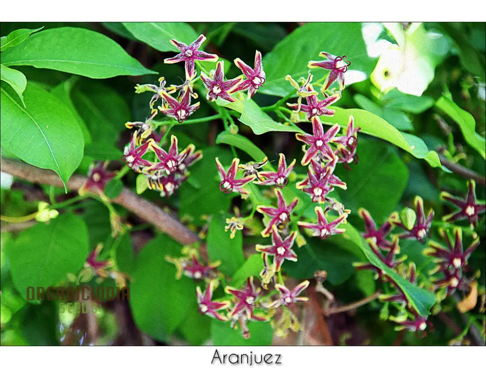 Periploca Graeca Seeds For Your Gardening Journey – Discover Rare Elegance And Resilience