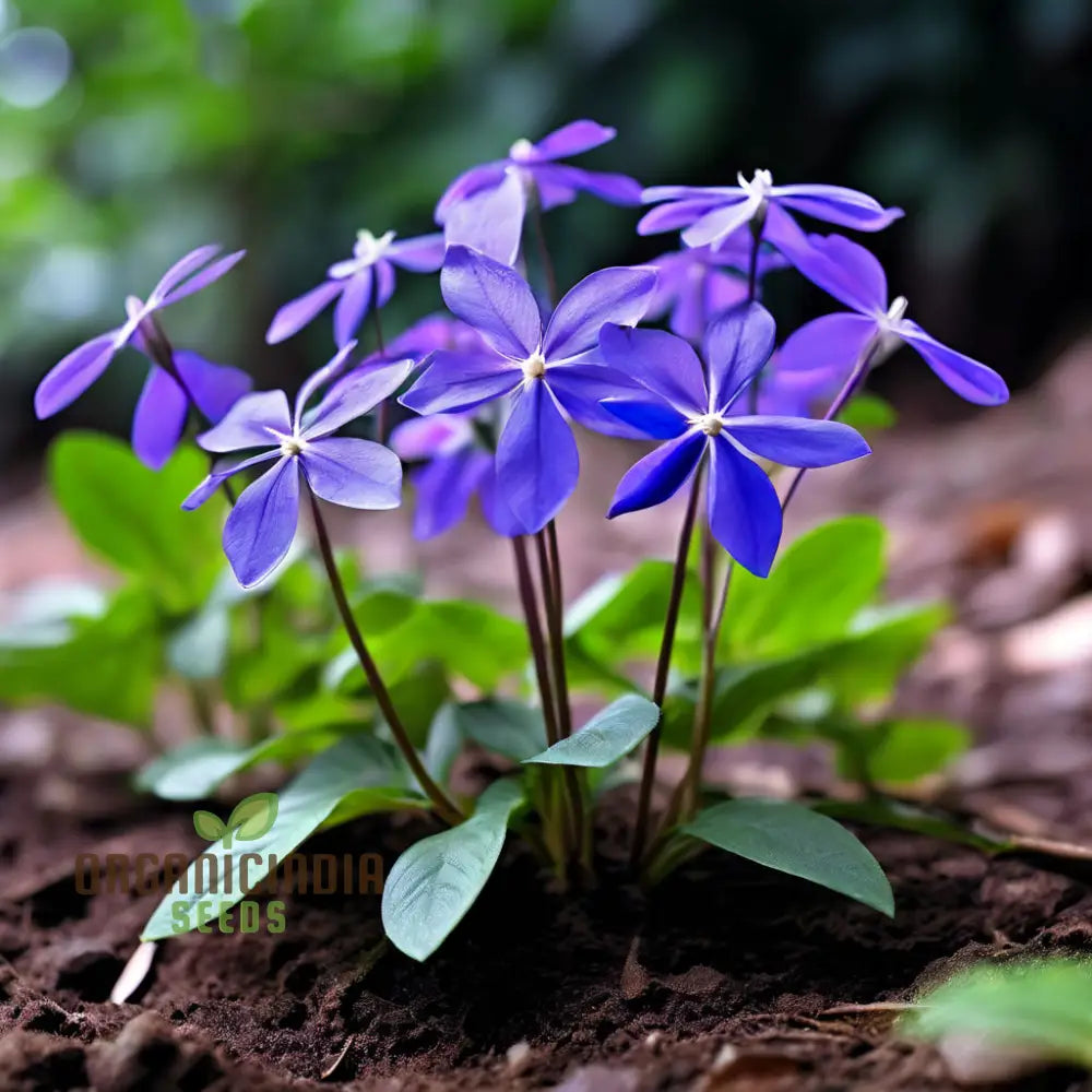 Close-Up of Periwinkle Lavender Blue Blooms