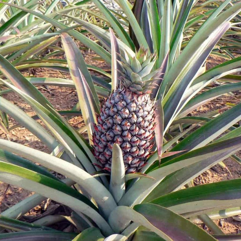 Pernambuco Pineapple Seeds for Planting