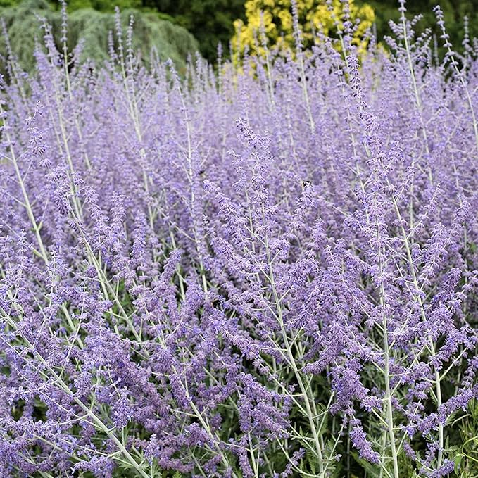 Lavender Blue Blooms of Perovskia Atriplicifolia Plant