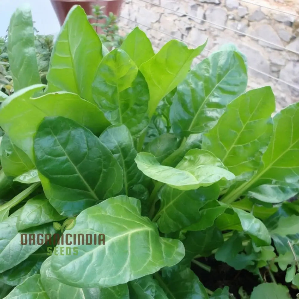 Harvested Perpetual Spinach Leaves from Seeds, Fresh Homegrown Greens