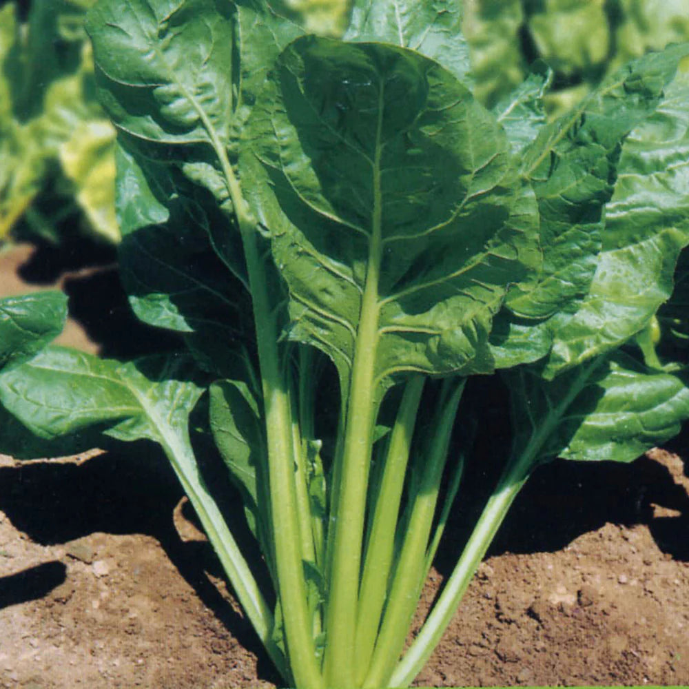 Freshly Harvested Perpetual Spinach Leaves from Seeds, Fast-Growing Hardy Greens
