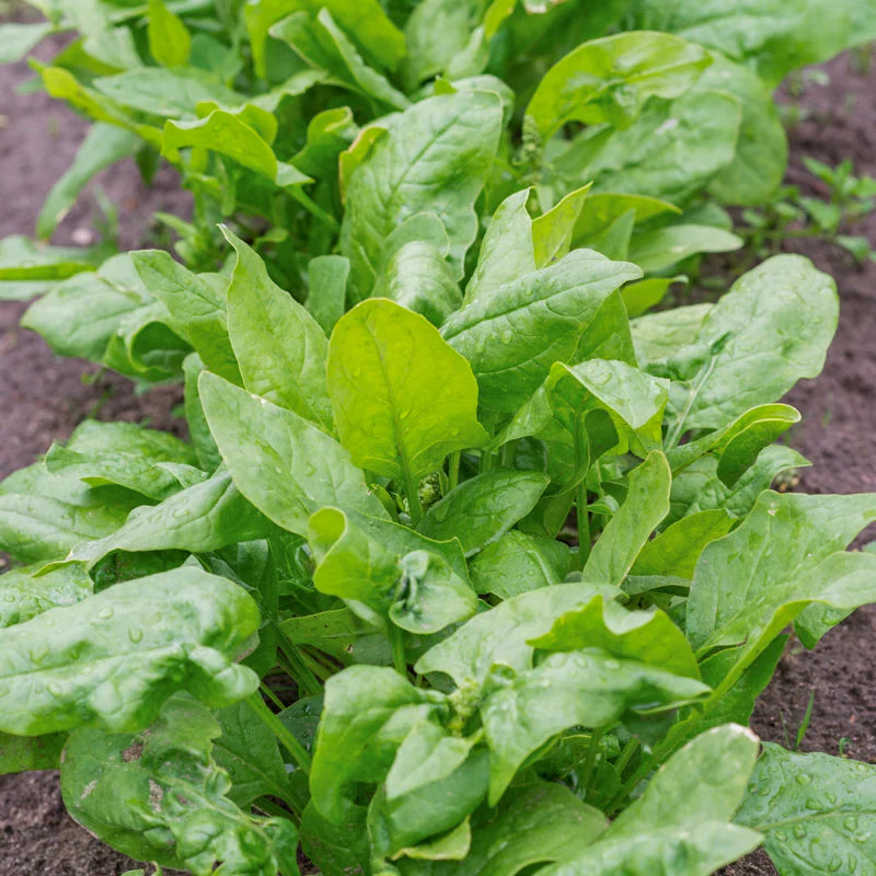 Mature Perpetual Spinach Plant with Tender Leaves from Seeds