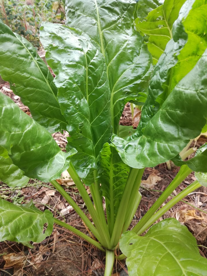 Perpetual Spinach Seedling for Home Garden, Easy-to-Grow Spinach Beet Seeds