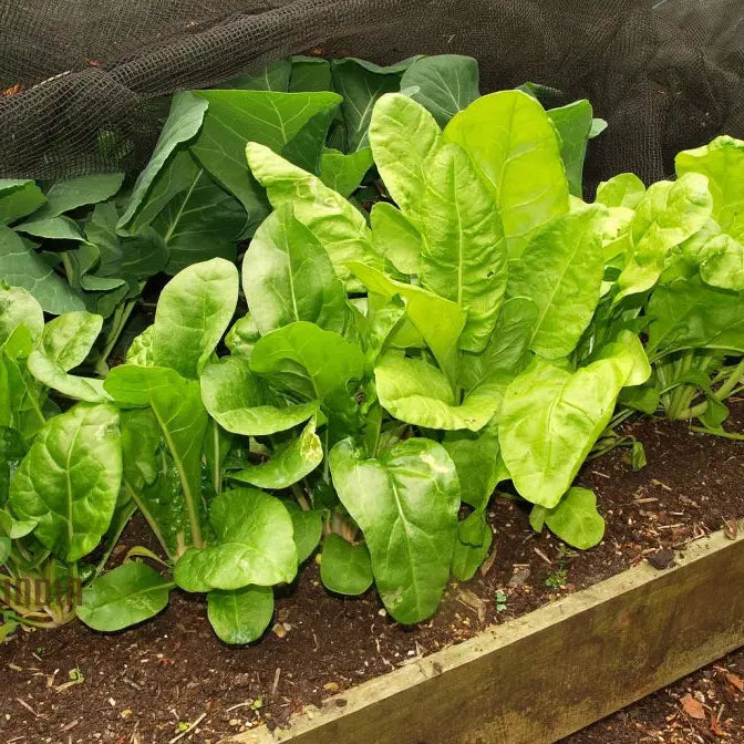 Perpetual Spinach Seedlings Growing in Garden