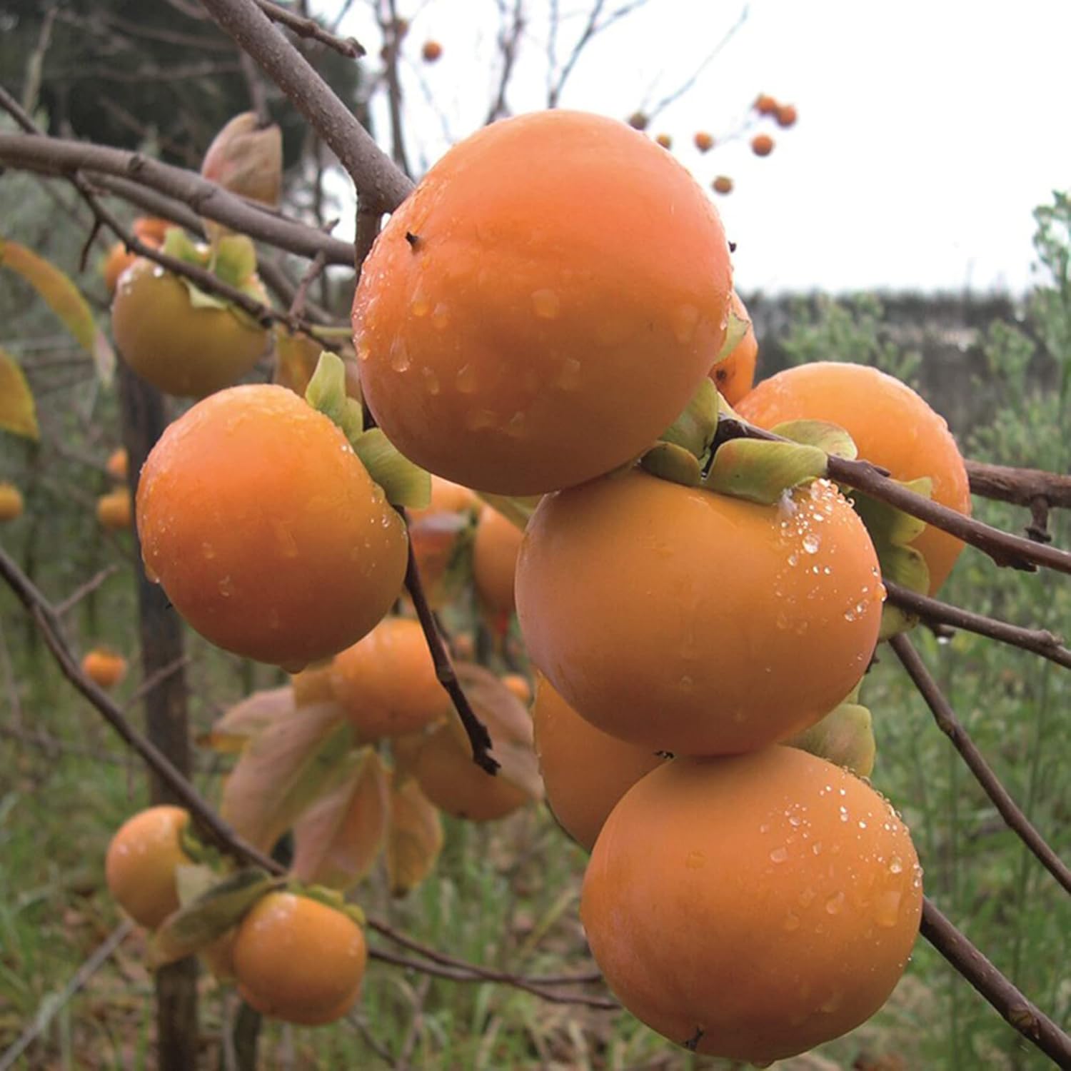 Non-GMO Persimmon tree seeds for orchard planting