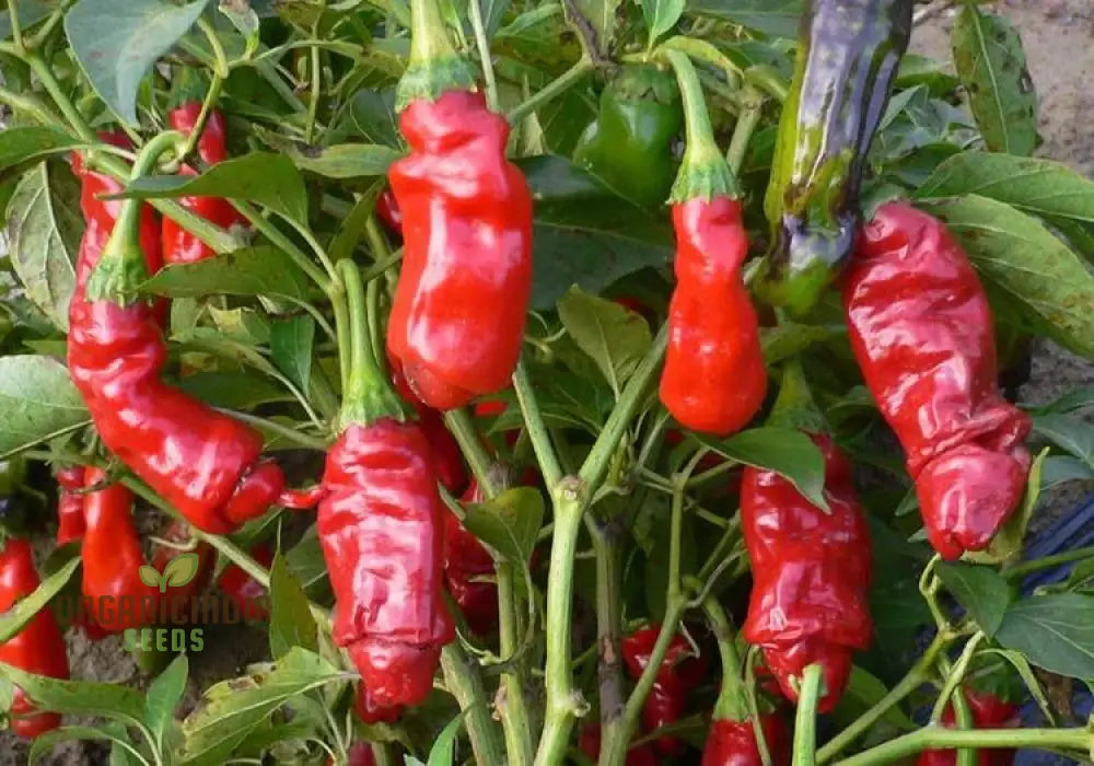 Fresh Peter Red Hot Peppers from Seeds, Extremely Hot Chili Peppers