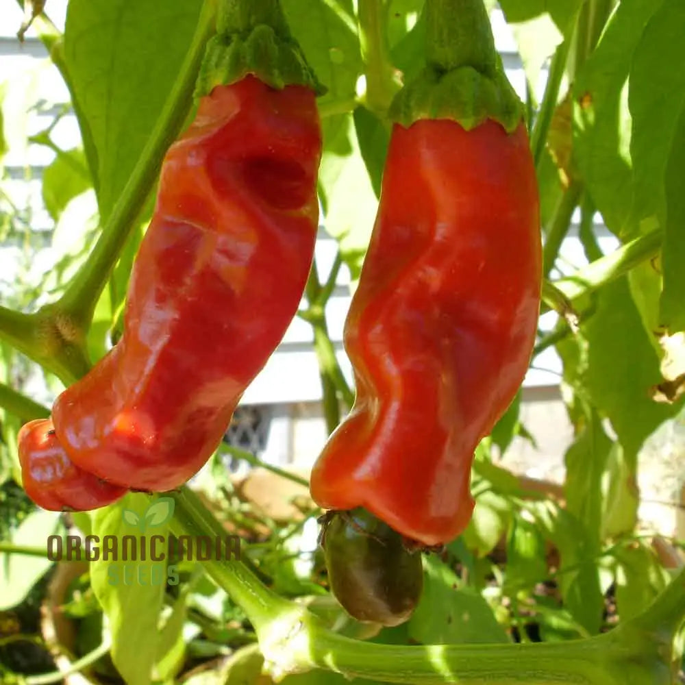 Mature Peter Red Hot Pepper Plant from Seeds, Compact Bushy Hot Pepper Plant