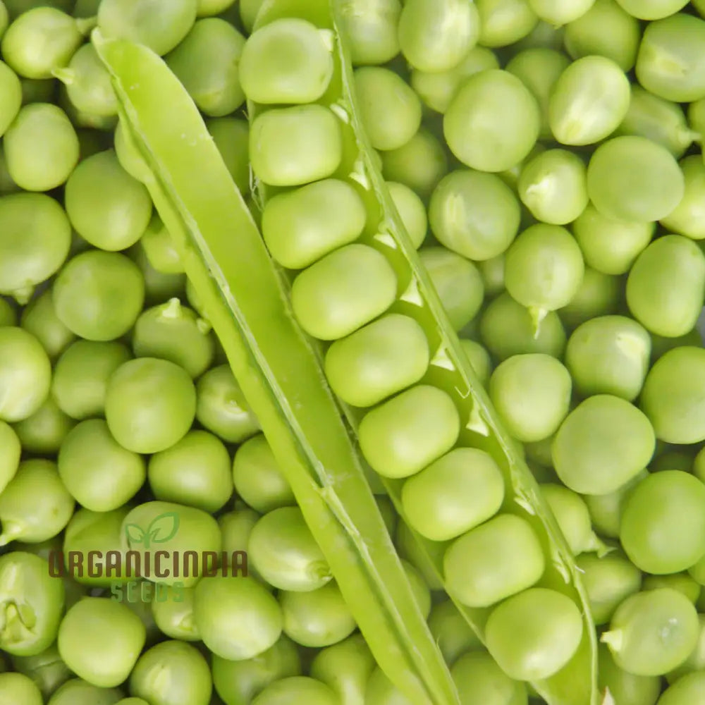 Petit Pois Pea Seeds for Home Garden, Heirloom Sweet Pea Seeds