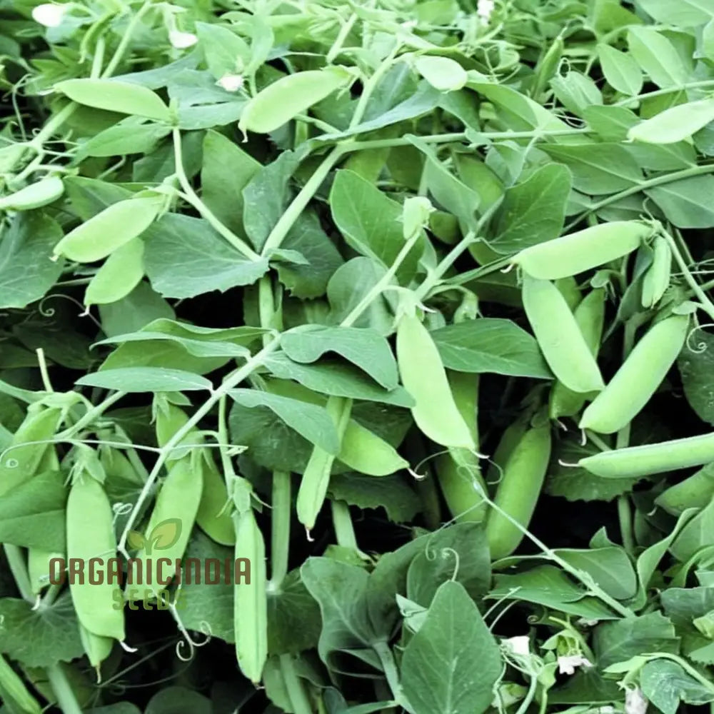 Mature Petit Pois Pea Vine from Seeds, High-Yield Sweet Pea Plants
