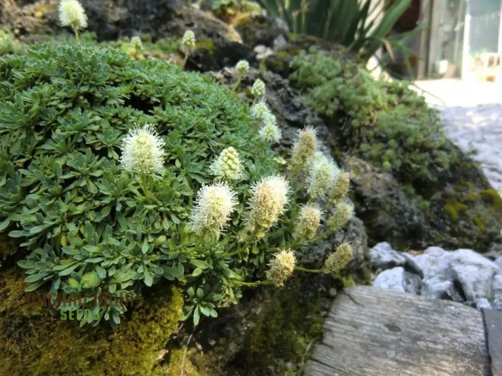 Petrophytum Caespitosa Seeds – Cultivate Diversity And Beauty In Your Gardening Journey!