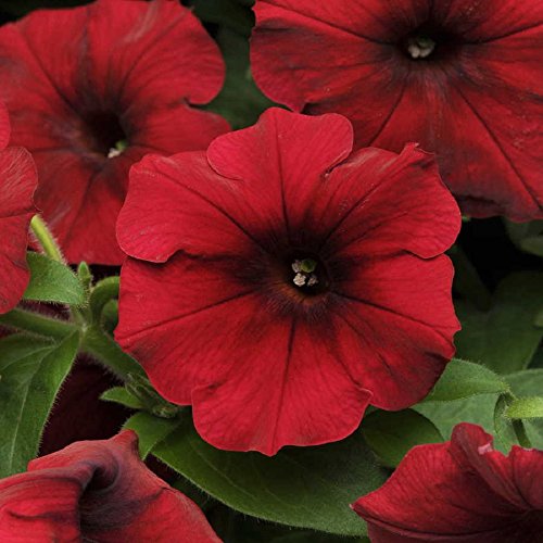 Petunia Burgundy Seeds for Hanging Basket Planting