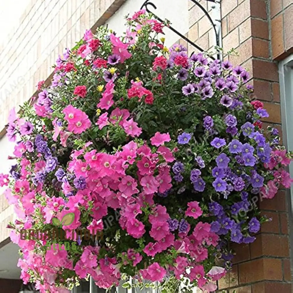 Petunia Europe Unici Blue seeds for planting in home garden