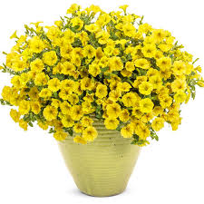 Petunia Garden Seeds in Lemon Yellow for Seasonal Blooms