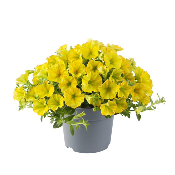 Graines de Pétunia Jaune Citron – Fleurs Douces et Ensoleillées pour Jardins et Suspensions