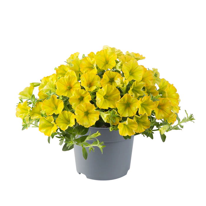 Lemon Yellow Petunia Seeds – Soft, Sunny Blooms for Gardens & Hanging Baskets