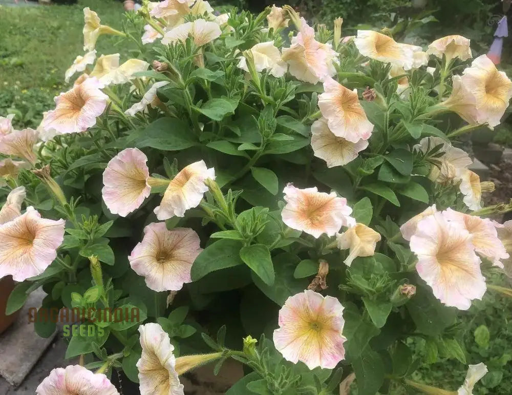 Petunia Hybrida Multiflora Ingrid F1 Seeds - Grow Petunias For A Burst Of Color In Your Garden