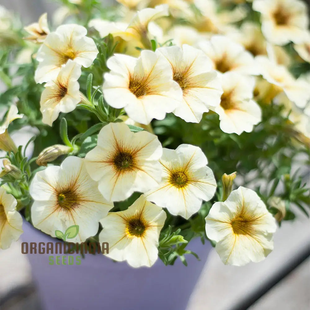 Petunia Hybrida Multiflora Ingrid F1 Seeds - Grow Petunias For A Burst Of Color In Your Garden