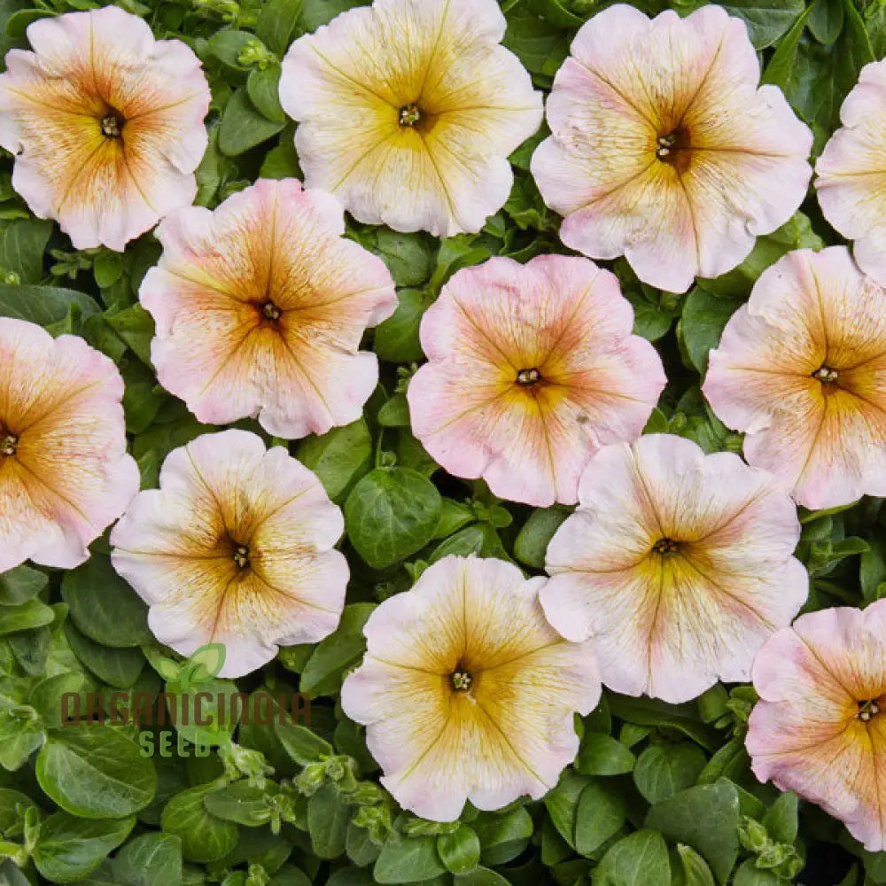 Petunia Hybrida Multiflora Ingrid F1 Seeds - Grow Petunias For A Burst Of Color In Your Garden