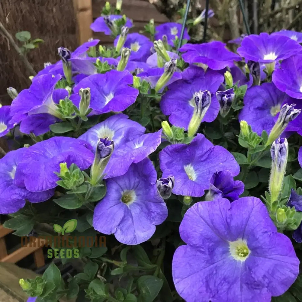 Petunia Merlin Series Blue F1 Seeds - Grow Beautiful Petunias For Your Garden
