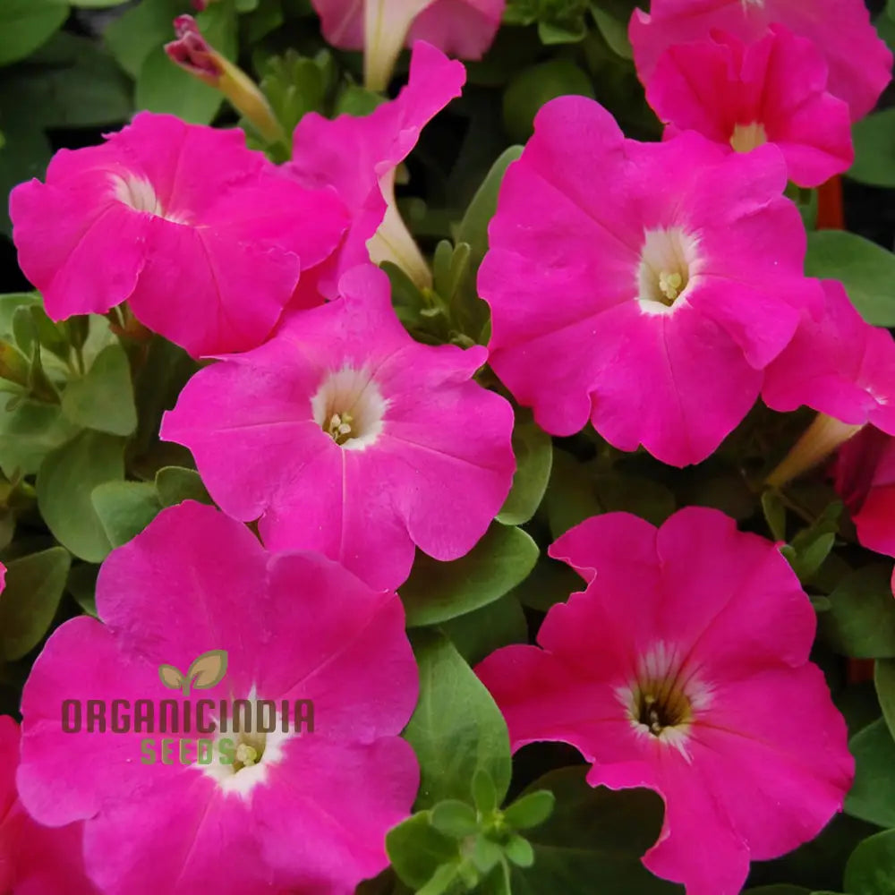 Petunia Merlin Series Cherry Rose Seeds – Elevate Your Gardening Experience With Spectacular