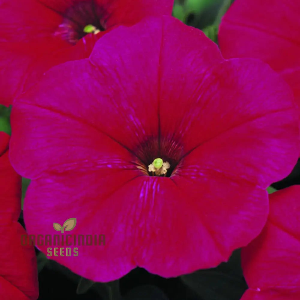 Petunia Merlin Series Cherry Rose Seeds – Elevate Your Gardening Experience With Spectacular