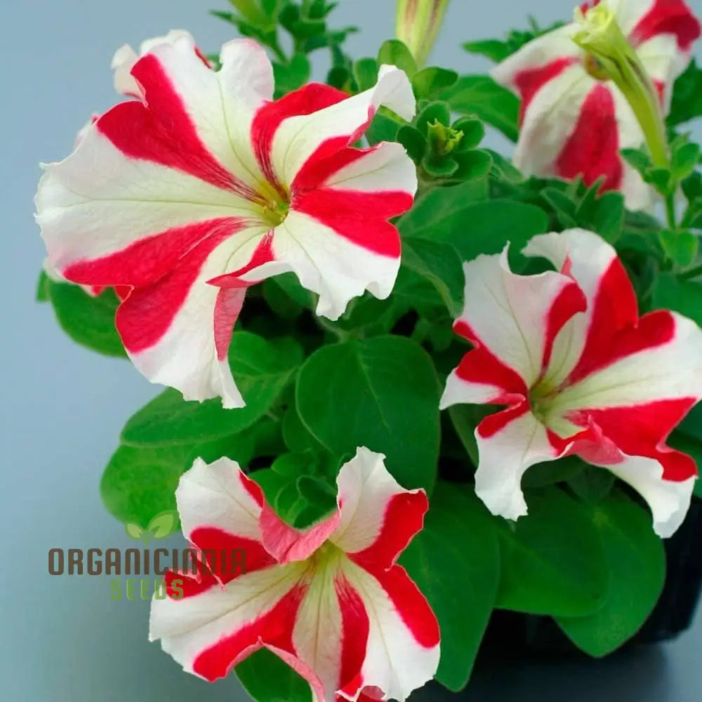Petunia Red and White Star seeds packet for planting vibrant petunias