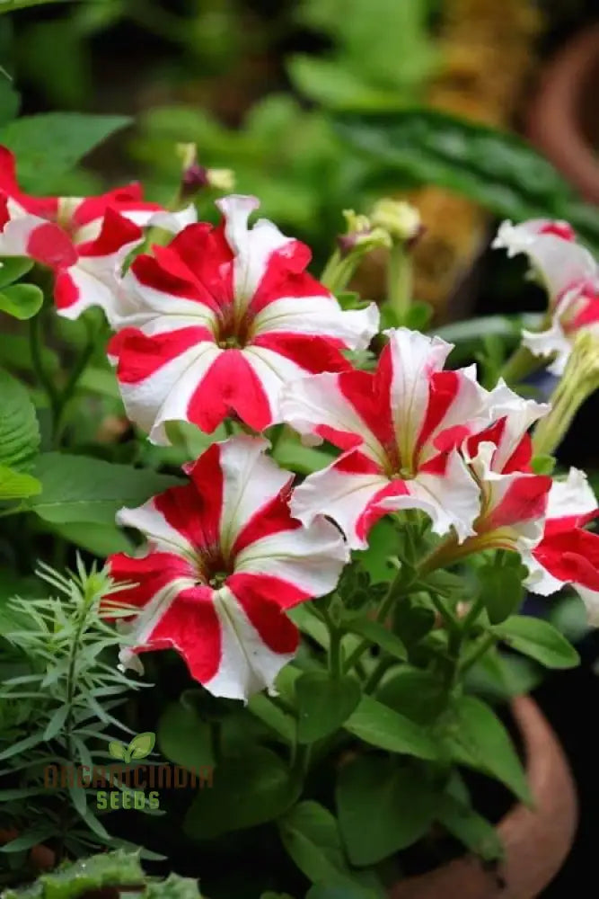 Red and White Star Petunia seeds grown in pots for colorful displays