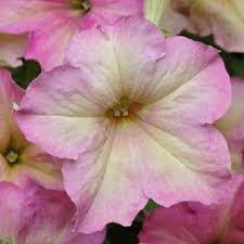 Blush Pink Petunia Seeds for Containers and Patio Planters