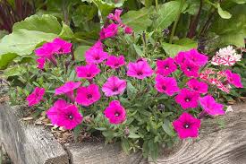 Pink Petunia Seeds for Container and Patio Garden Planting