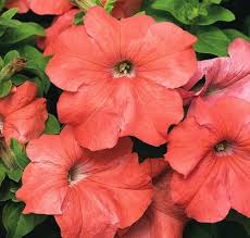 Petunia Seeds with Rosy Salmon Color for Home Landscapes