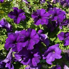 Non-GMO Violet Petunia Seeds for Colorful Home Gardens