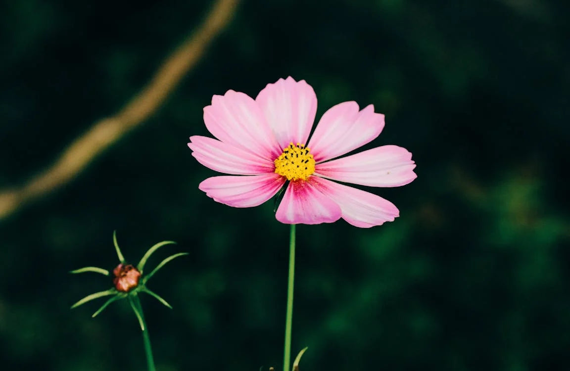 Graines de fleurs Cosmos rose doux, floraisons délicates et charmantes pour le jardin