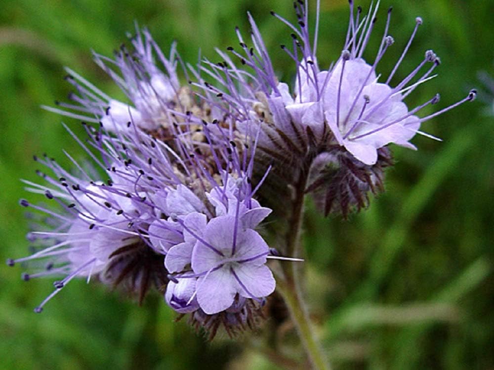 Phacelia Seeds for Soil Improvement and Cover Crop Planting