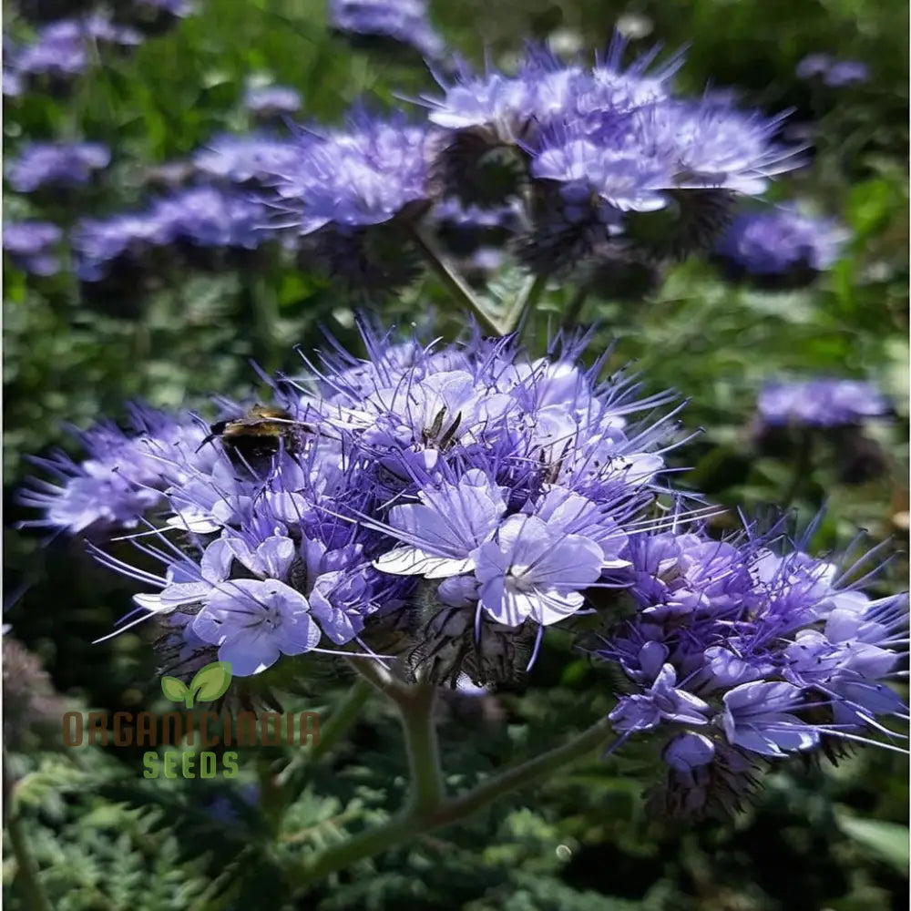 Phacelia Flower Seeds for Lavender Purple Blooms