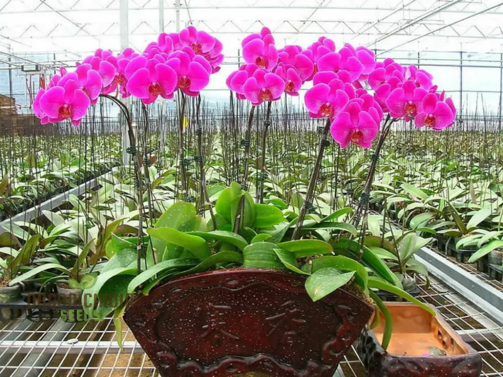 Phalaenopsis orchid seeds for indoor planting