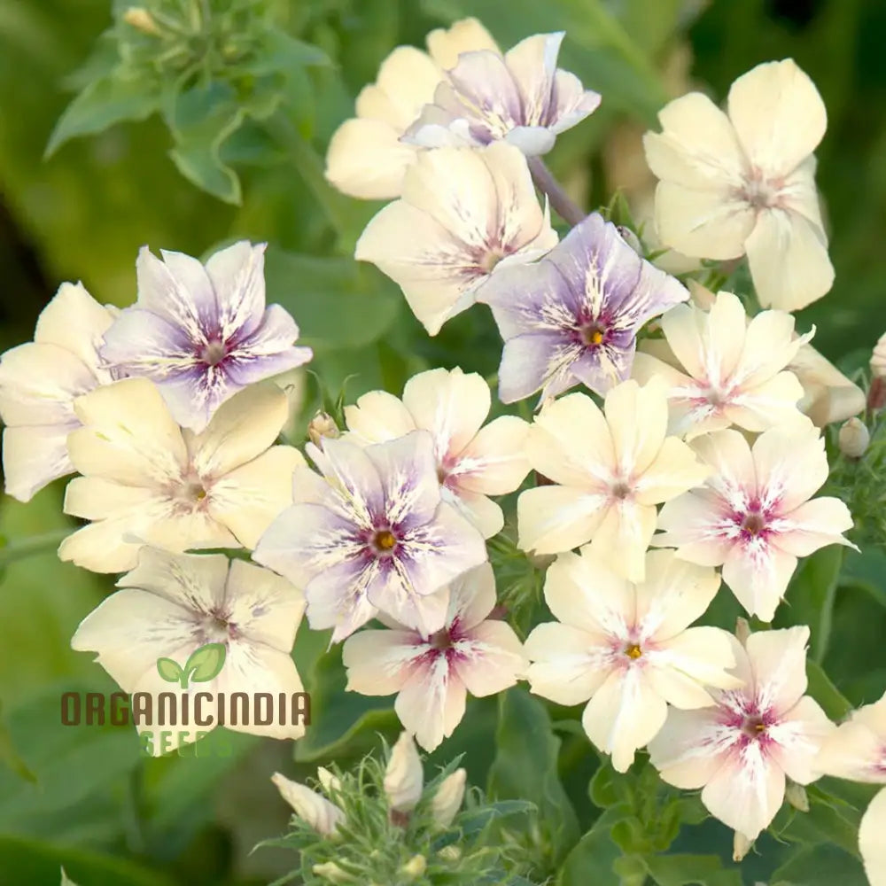 Phlox Crème Brulee Flower Seeds for Creamy Garden Blooms