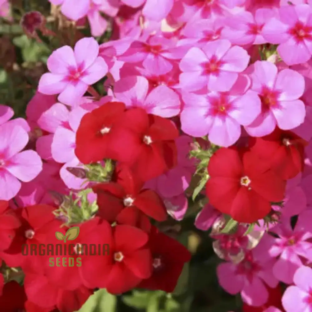 Phlox dwarf mix seeds growing as healthy seedlings