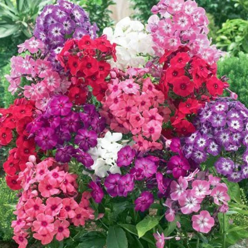 Phlox Flower Seeds for Gardening and Seasonal Blooms