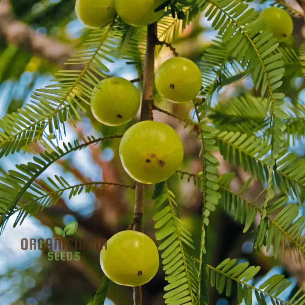 Phyllanthus emblica amla seeds for planting nutrient-rich trees