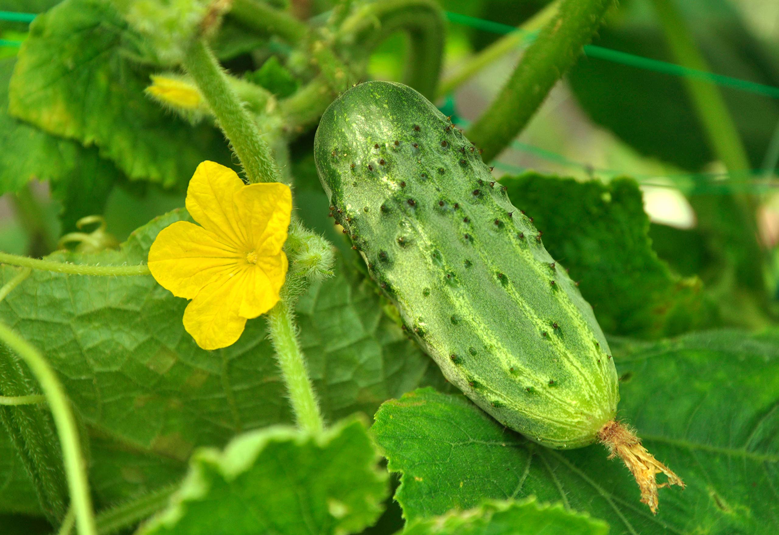 Picklebush Cucumber Seedlings, Easy-to-Grow Home Garden Seeds