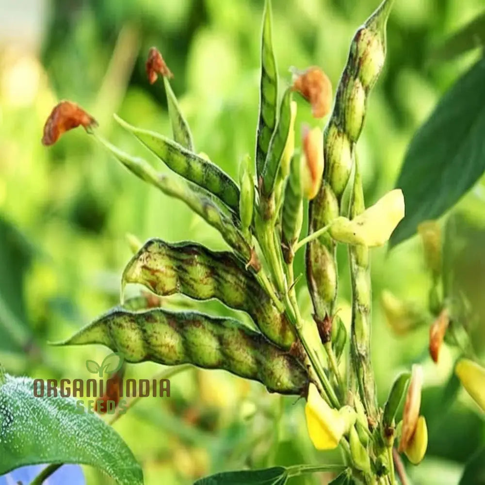 Organic Pigeon Pea Seeds for Planting, High-Protein Legume Seeds