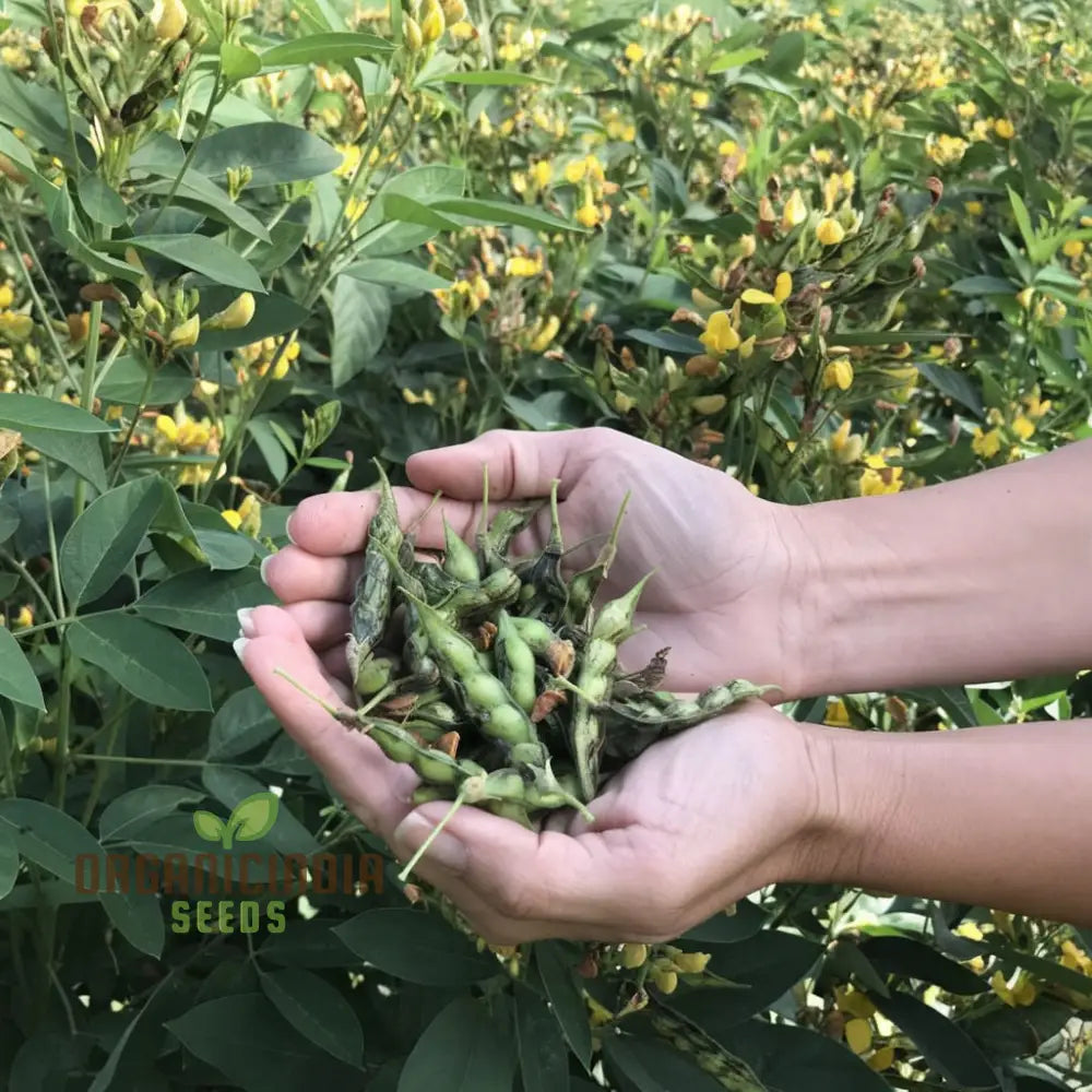 Fresh Pigeon Pea Pods from Seeds, Protein-Rich Legume Harvest
