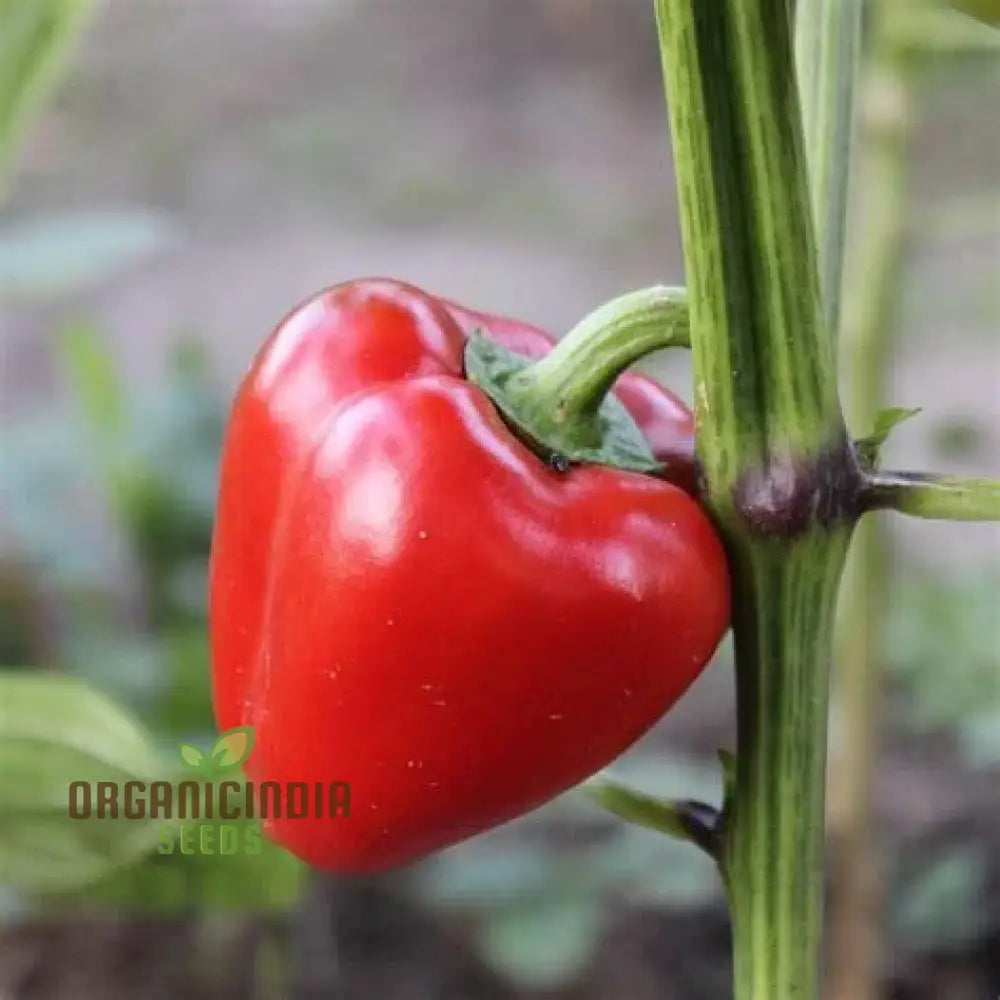 Ripe Pimento Sweet Peppers from Seeds, Red Garden Vegetables