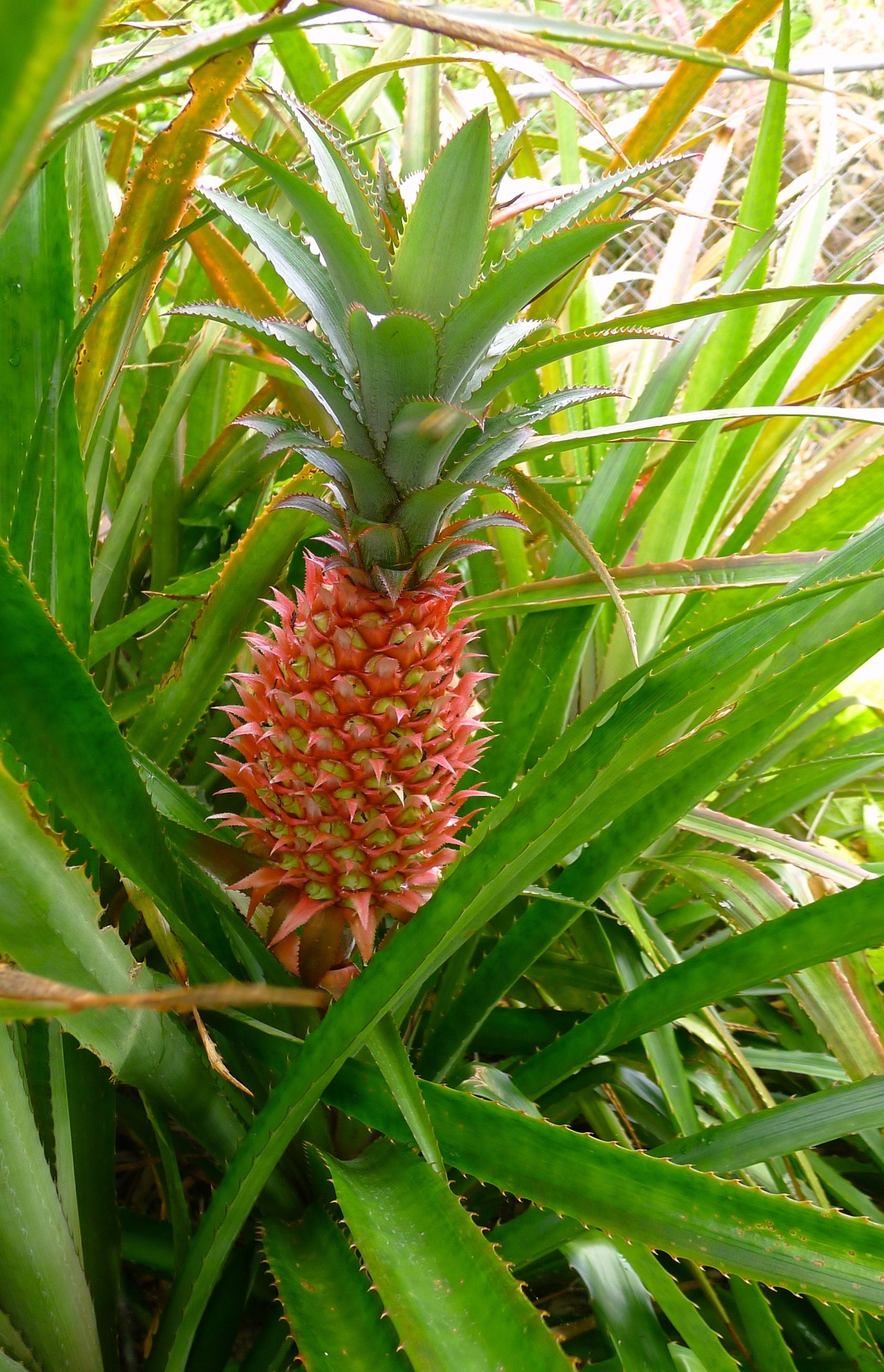 Red Spanish Pineapple Seeds for Planting – Grow Sweet & Tart Tropical Pineapples