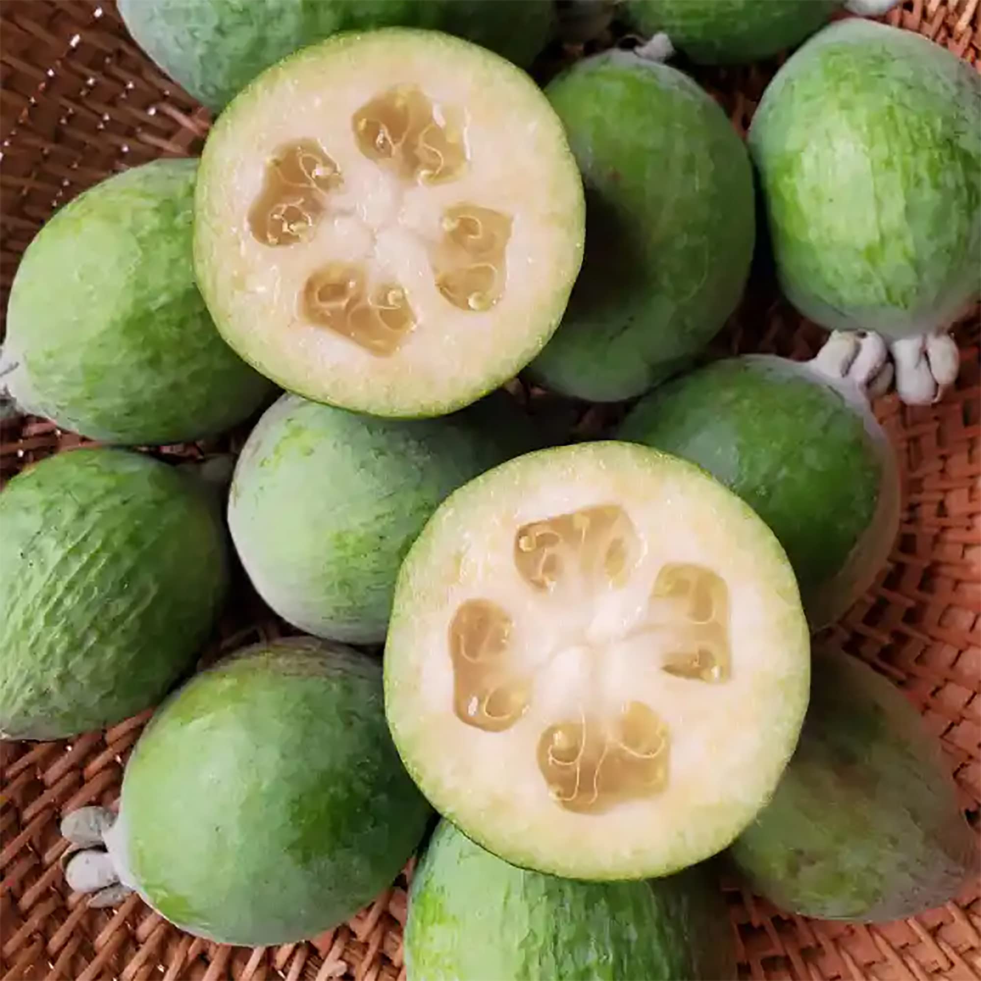 Pineapple Guava Seeds Feijoa Non GMO for planting