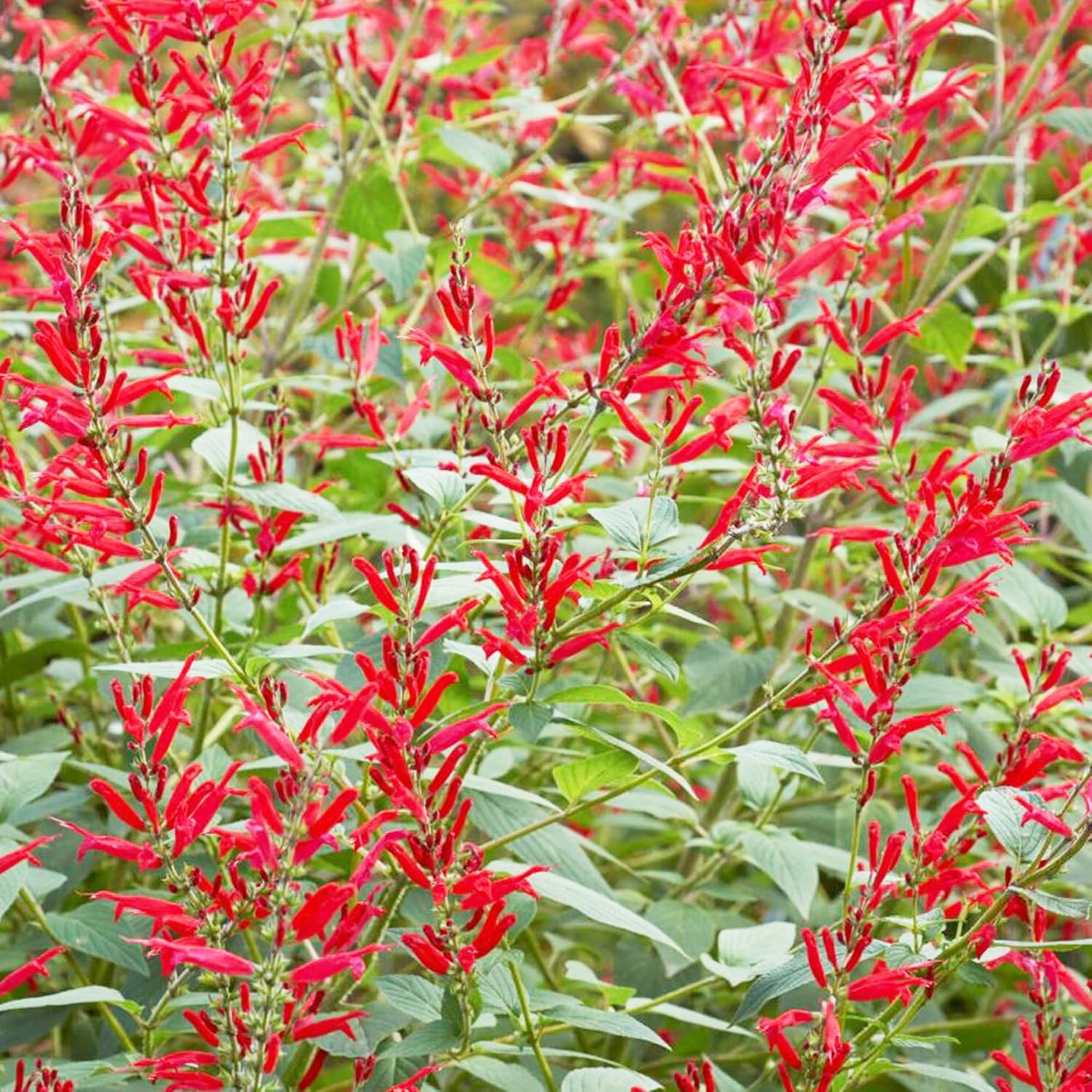 Pineapple Sage growing in outdoor container